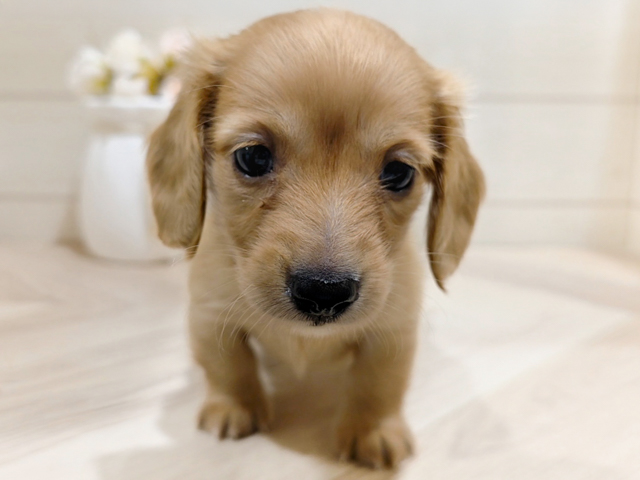 東京都のカニンヘンダックスフンド(ロング) (ペッツファースト吉祥寺本店/2026年2月20日生まれ/男の子/ゴールド)の子犬の1枚目の画像