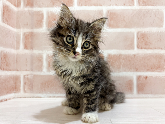 神奈川県のノルウェージャンフォレストキャット (ペッツファーストfor cats横浜元町店/2026年2月20日生まれ/男の子/ブラウンタビーホワイト)の子猫の1枚目の画像
