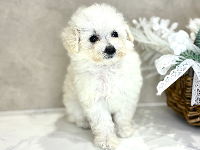 大阪府のトイプードル(ティーカップ) (ペッツファースト茶屋町店/2026年2月20日生まれ/女の子/ペールフォーン)の子犬の1枚目の画像