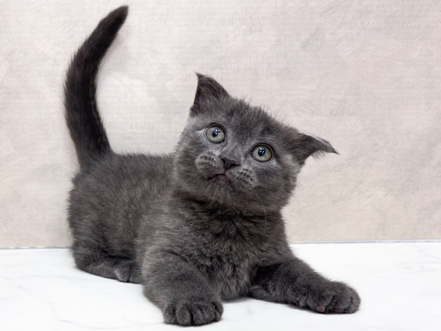 東京都のマンチカン (ペッツファースト池袋店/2026年2月20日生まれ/男の子/ブルー)の子猫の1枚目の画像