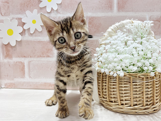 福岡県のベンガル (ペッツファースト筑紫野店/2026年2月11日生まれ/男の子/ブラウンスポットタビー)の子猫の1枚目の画像