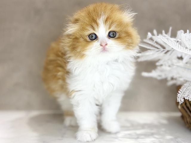 大阪府のスコティッシュフォールド (ペッツファースト茶屋町店/2026年2月20日生まれ/女の子/レッドタビーホワイト)の子猫の1枚目の画像