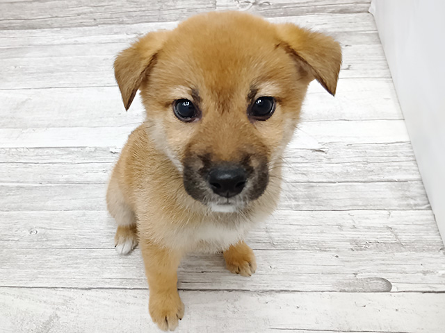 柴犬, 性別 男の子, 誕生日 2026/02/16, 毛色 赤, 出身 茨城県, 店舗 三条店(新潟県), お問い合わせ番号 701980300