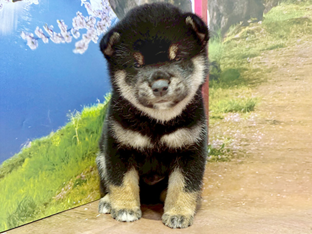 柴犬, 性別 男の子, 誕生日 2026/02/21, 毛色 黒, 出身 茨城県, 店舗 与野店(埼玉県), お問い合わせ番号 702650100