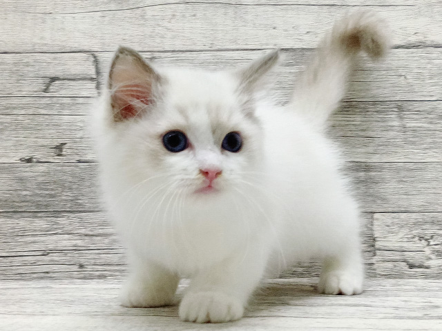 新潟県のラグドール (ペッツファースト三条店/2026年2月16日生まれ/男の子/ブルーポイントバイカラー)の子猫