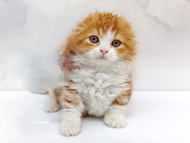 東京都のマンチカン (ペッツファーストビバホーム豊洲店/2026年2月16日生まれ/男の子/レッドタビーホワイト)の子猫の1枚目の画像