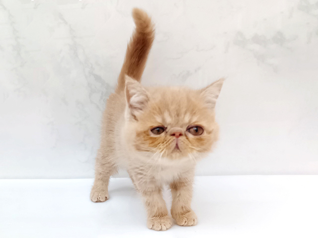 東京都のエキゾチック (ペッツファーストビバホーム豊洲店/2026年2月16日生まれ/女の子/クリームタビー)の子猫の1枚目の画像