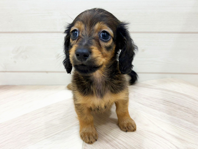 ミニチュアダックスフンド