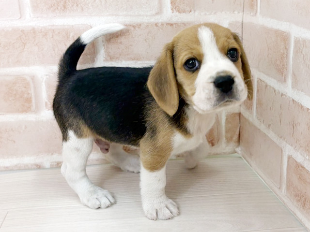 埼玉県のビーグル (ペッツファーストさいたま新都心店/2026年2月20日生まれ/男の子/ブラックタンホワイト)の子犬の1枚目の画像