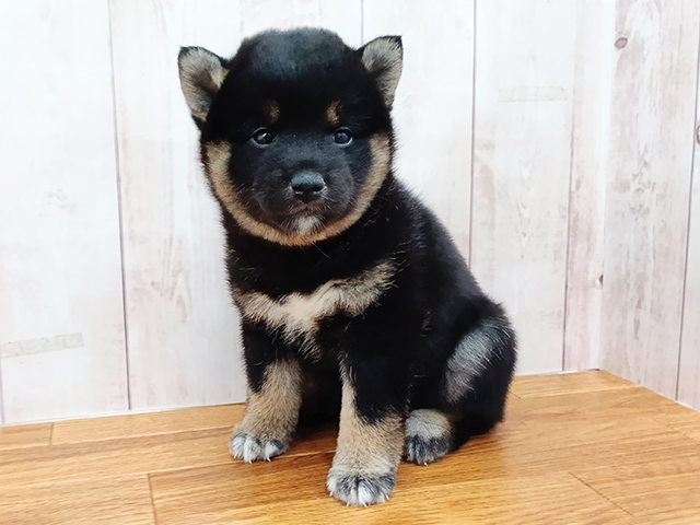 柴犬, 性別 女の子, 誕生日 2026/02/21, 毛色 黒, 出身 茨城県, 店舗 埼玉大井店(埼玉県), お問い合わせ番号 500420212