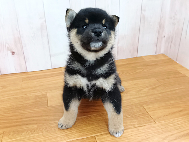 柴犬, 性別 女の子, 誕生日 2026/02/21, 毛色 黒, 出身 茨城県, 店舗 埼玉大井店(埼玉県), お問い合わせ番号 500420213