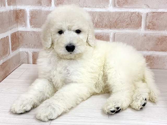 スタンダードプードル, 性別 男の子, 誕生日 2026/02/24, 毛色 クリーム, 出身 千葉県, 店舗 八王子多摩美大前店(東京都), お問い合わせ番号 100940141