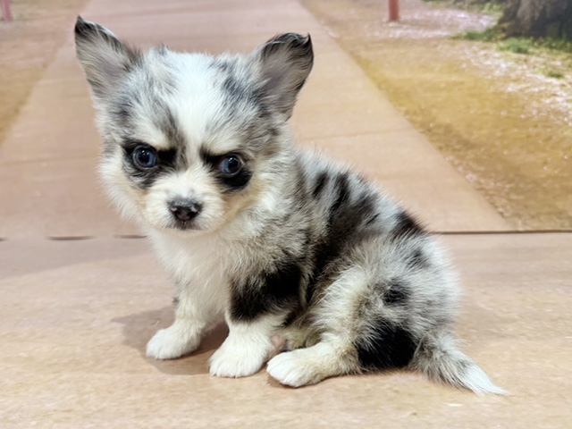 埼玉県のチワワ(ロング) (ペッツファースト与野店/2026年2月23日生まれ/男の子/ブルーマールホワイト)の子犬の1枚目の画像