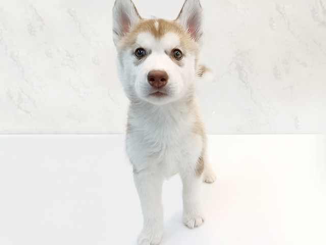 シベリアンハスキー, 性別 男の子, 誕生日 2026/02/24, 毛色 レッドホワイト, 出身 群馬県, 店舗 御経塚店(石川県), お問い合わせ番号 100940145