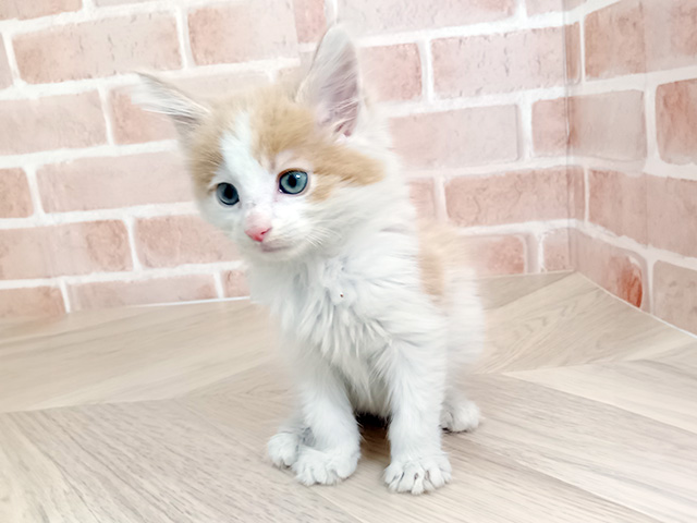 愛知県のノルウェージャンフォレストキャット (ペッツファースト名古屋南店/2026年2月11日生まれ/男の子/クリームタビー)の子猫の1枚目の画像
