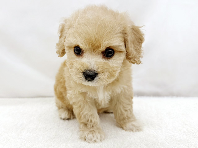 東京都のキャバプー(キャバリア×プードル) (ペッツファーストビバホーム豊洲店/2026年2月21日生まれ/男の子/クリームホワイト)の子犬の1枚目の画像