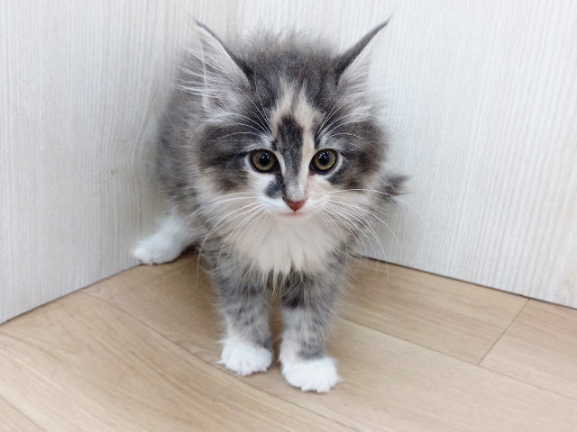 埼玉県のノルウェージャンフォレストキャット (ペッツファースト三郷店/2026年2月11日生まれ/女の子/ブルーパッチドタビーホワイト)の子猫の1枚目の画像