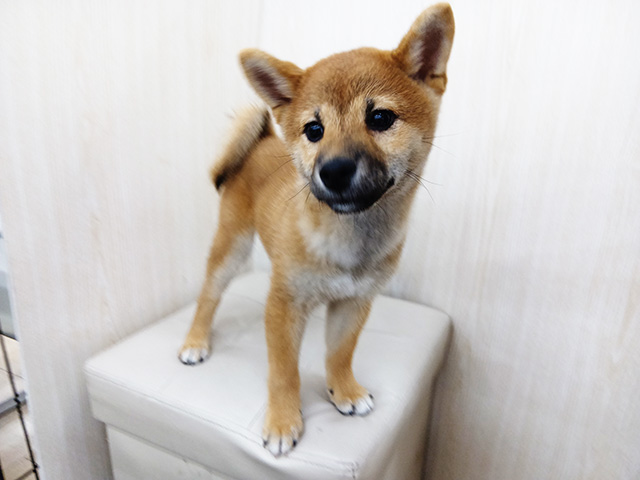 柴犬, 性別 女の子, 誕生日 2026/01/03, 毛色 赤, 出身 青森県, 店舗 三郷店(埼玉県), お問い合わせ番号 300634050