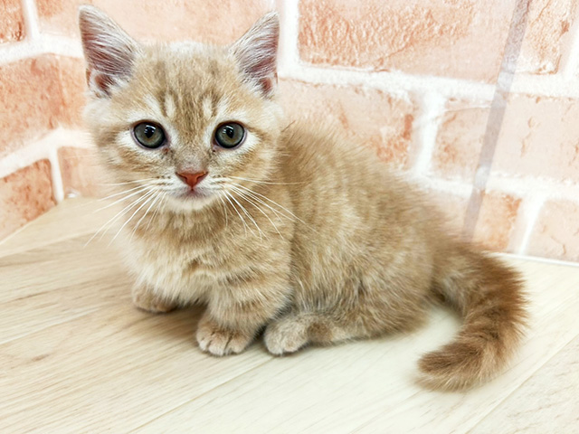 大阪府のマンチカン (ペッツファースト寝屋川店/2026年2月12日生まれ/男の子/クリームタビー)の子猫の1枚目の画像