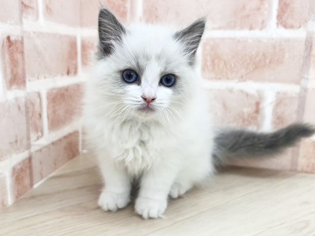 大阪府のラグドール (ペッツファースト寝屋川店/2026年2月14日生まれ/女の子/ブルーポイントバイカラー)の子猫の1枚目の画像