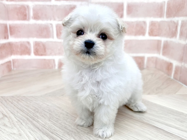 ポメプー, 性別 男の子, 誕生日 2026/02/24, 毛色 クリーム, 出身 群馬県, 店舗 寝屋川店(大阪府), お問い合わせ番号 200019845