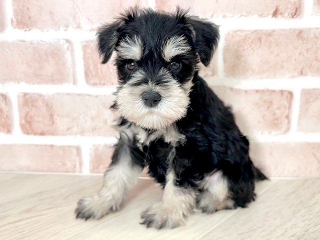 大阪府のミニチュアシュナウザー (ペッツファースト寝屋川店/2026年2月23日生まれ/女の子/ブラックシルバー)の子犬の1枚目の画像