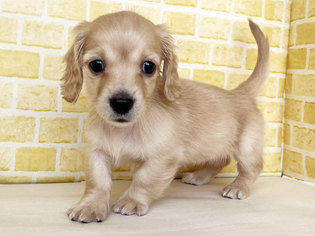 新潟県のカニンヘンダックスフンド(ロング) (ペッツファースト長岡店/2026年2月15日生まれ/女の子/イエロー)の子犬の1枚目の画像