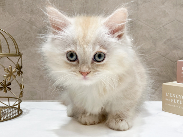東京都のミヌエット (ペッツファースト晴海店/2026年2月23日生まれ/男の子/カメオタビー)の子猫
