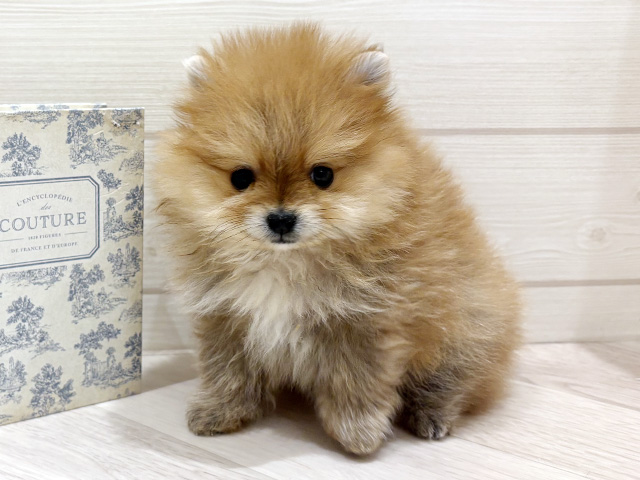 愛知県のポメラニアン (ペッツファースト岡崎店/2026年2月23日生まれ/男の子/オレンジ)の子犬の1枚目の画像