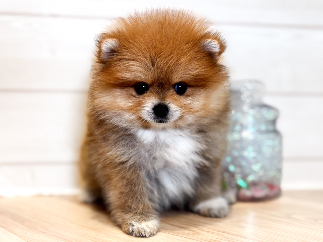 神奈川県のポメラニアン (ペッツファースト川崎店/2026年2月23日生まれ/女の子/オレンジ)の子犬