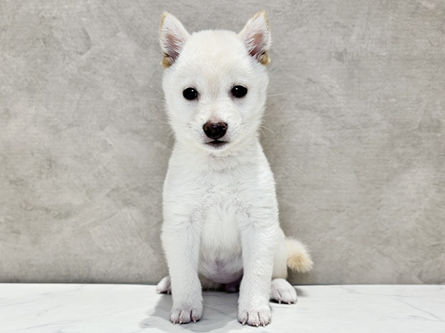 東京都の豆柴 (ペッツファースト神楽坂店/2026年2月23日生まれ/女の子/白)の子犬の1枚目の画像