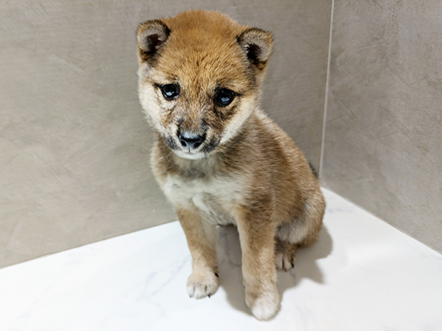 秋田県の豆柴 (ペッツファースト秋田店/2026年2月23日生まれ/女の子/赤)の子犬の1枚目の画像