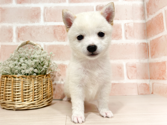 東京都の豆柴 (ペッツファースト町田店/2026年2月21日生まれ/男の子/白)の子犬の1枚目の画像
