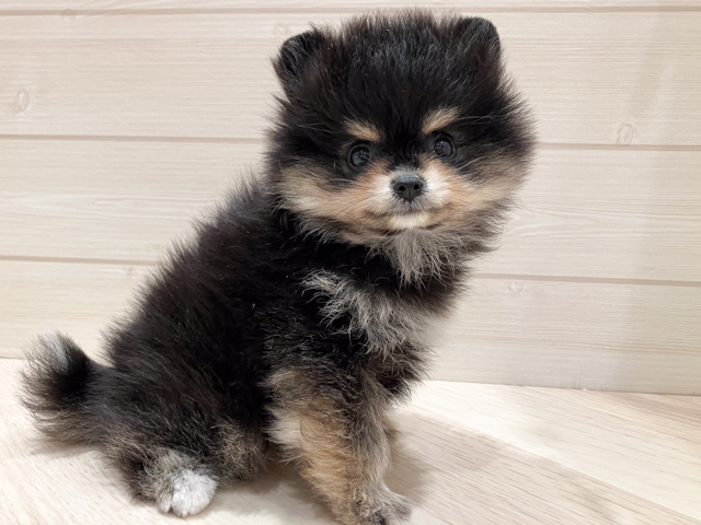 東京都のポメラニアン (ペッツファースト豊洲店/2026年2月23日生まれ/女の子/ブラックタン)の子犬の1枚目の画像