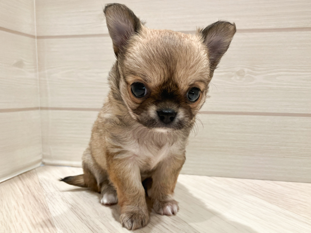 東京都のチワワ(ロング) (ペッツファースト豊洲店/2026年2月23日生まれ/女の子/レッド)の子犬の1枚目の画像