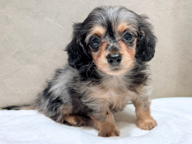 カニヘンダックスフンド