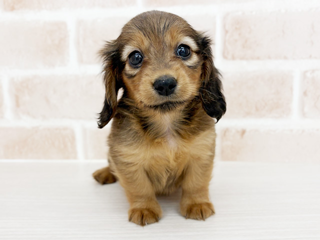 カニヘンダックスフンド