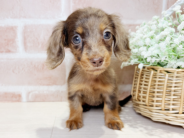 カニヘンダックスフンド