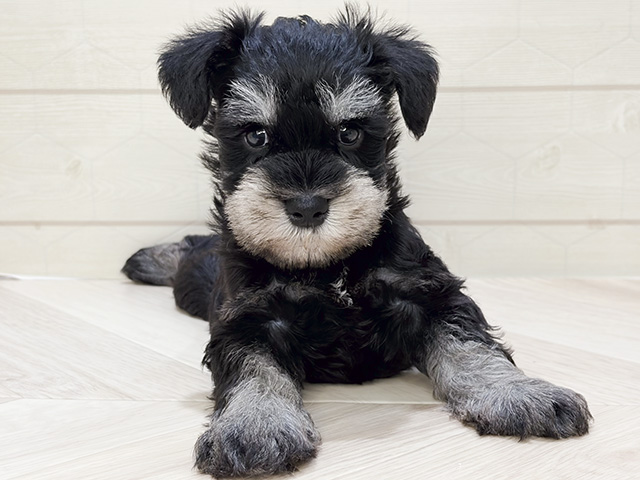 ミニチュアシュナウザー