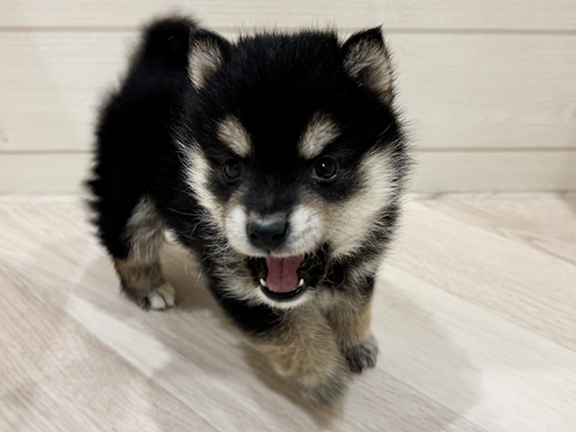 愛知県の豆柴 (ペッツファースト岡崎店/2026年2月24日生まれ/男の子/黒)の子犬の1枚目の画像