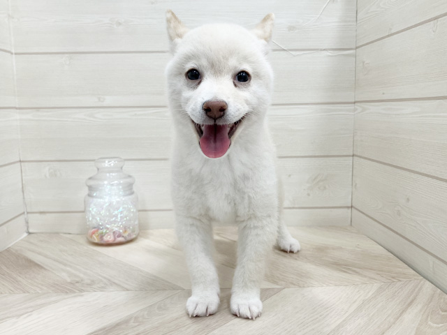 埼玉県の豆柴 (ペッツファーストふじみ野店/2026年2月7日生まれ/男の子/白)の子犬