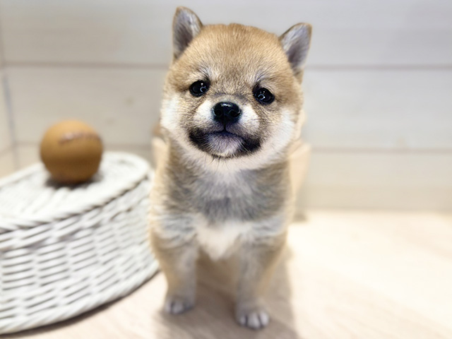豆柴