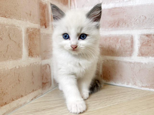 千葉県のラグドール (ペッツファースト市川妙典店/2026年2月24日生まれ/男の子/ブルーポイントバイカラー)の子猫の1枚目の画像