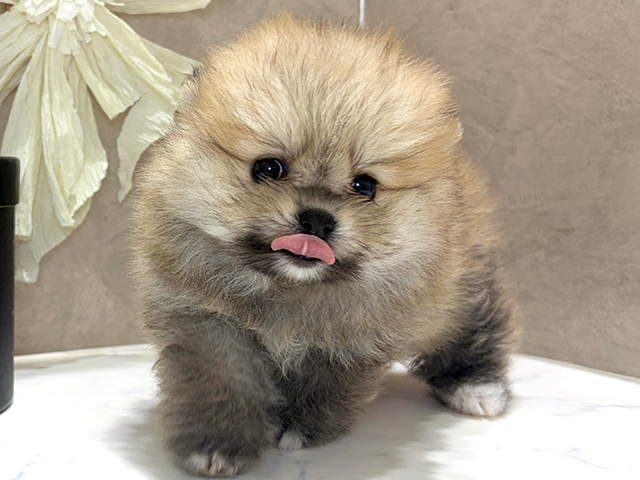 ポメラニアン
