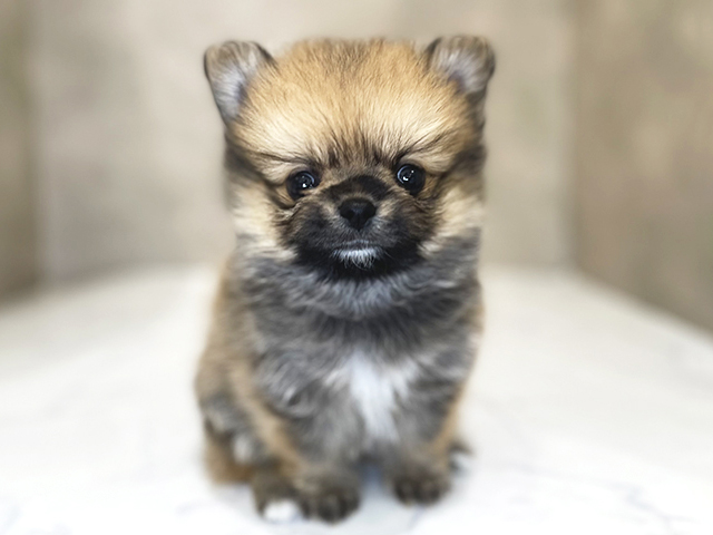 ポメチワ
