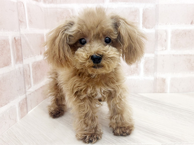 大阪府のトイプードル(トイ) (ペッツファースト寝屋川店/2025年10月14日生まれ/男の子/レッド)の子犬の1枚目の画像