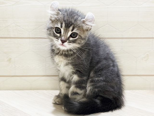 アメリカンカール