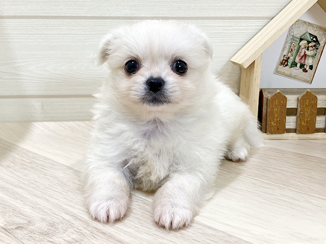 ペキニーズミックス