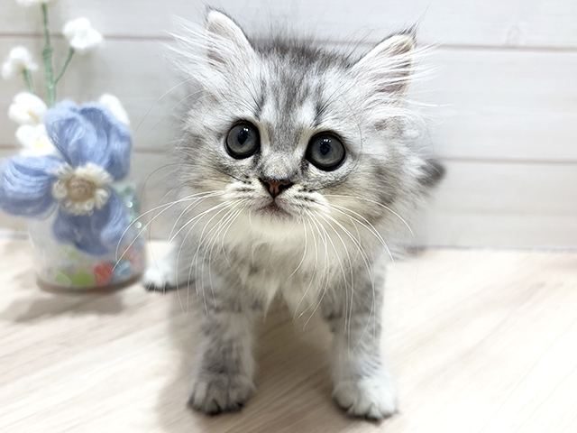 ラガマフィン