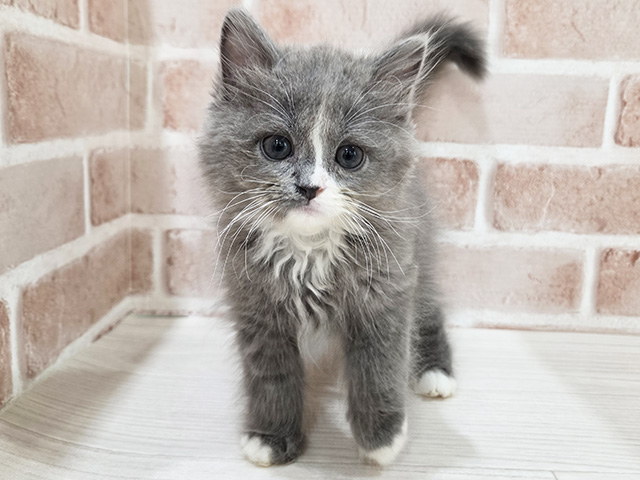 神奈川県のサイベリアン (ペッツファーストfor cats横浜元町店/2026年2月12日生まれ/男の子/ブルーホワイト)の子猫
